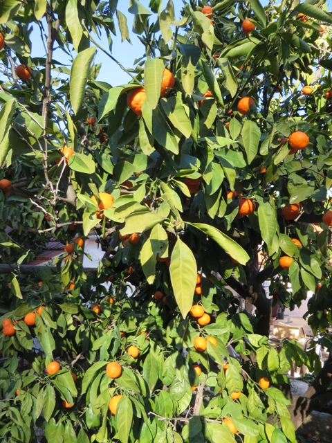 Shrivelled leaves on an orange tree